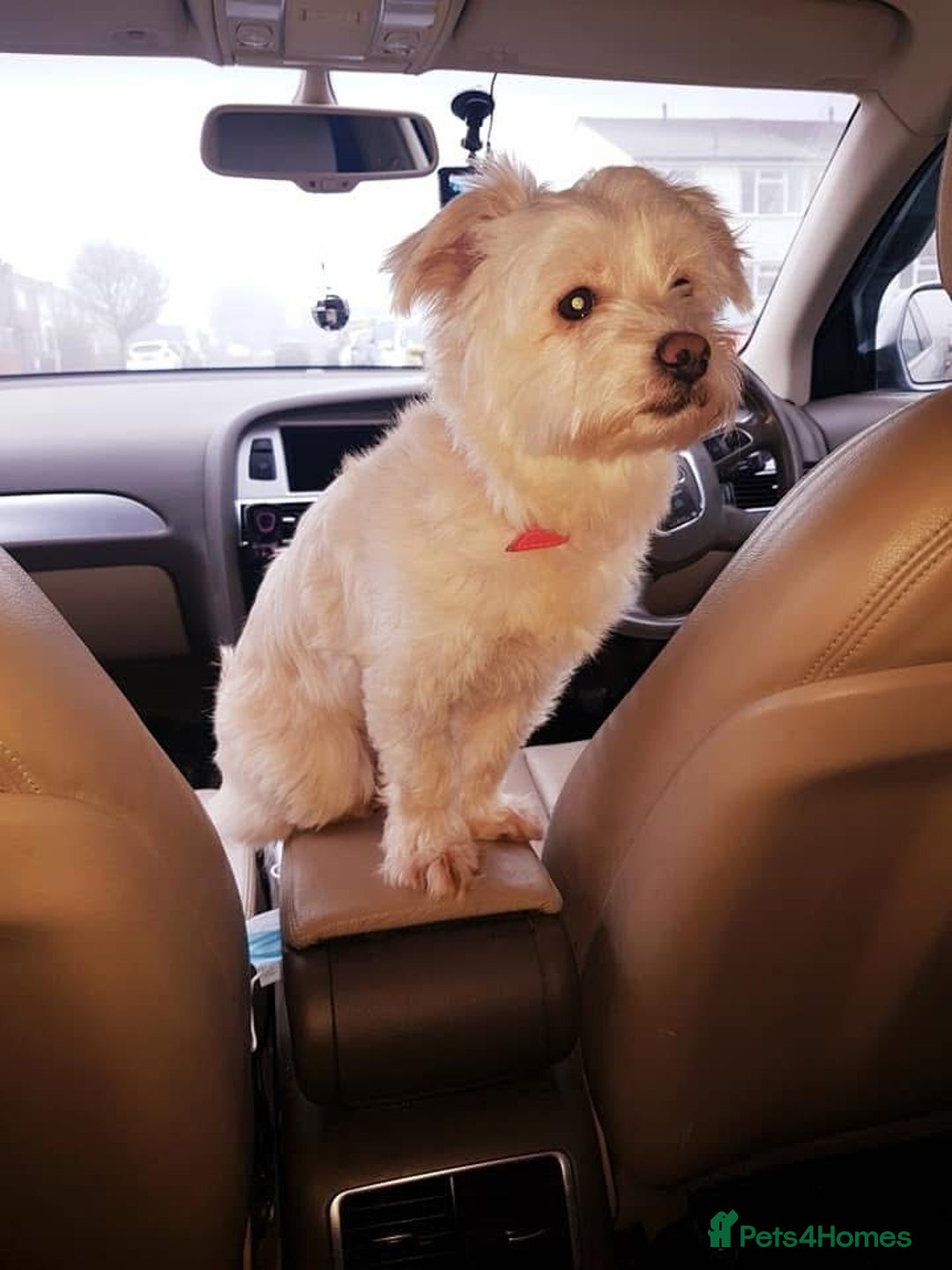 Maltipoo dogs for sale: Maltipoo puppy - 14 wks  - Image 11