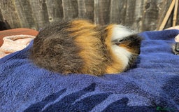 Guinea Pig rodents for sale: 3 young male guinea pigs available - Image 1