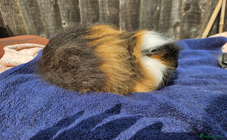 Guinea Pig rodents - Advert 6