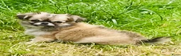 Chihuahua dogs for sale: Kc Russian Thai chihuahuas  in Ellesmere Port - Advert 4