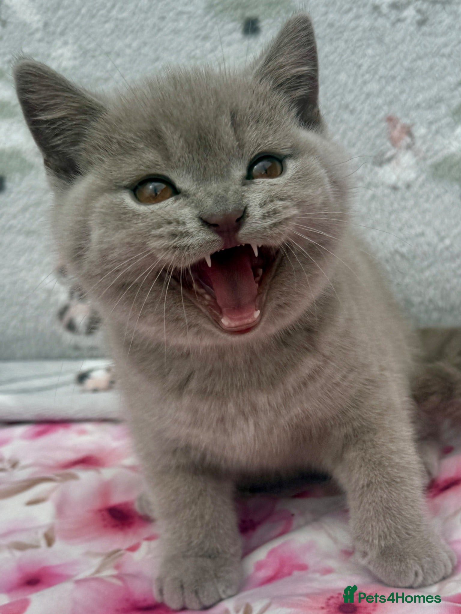 British Shorthair cats Beautiful paws*GB 😻 - Advert 2