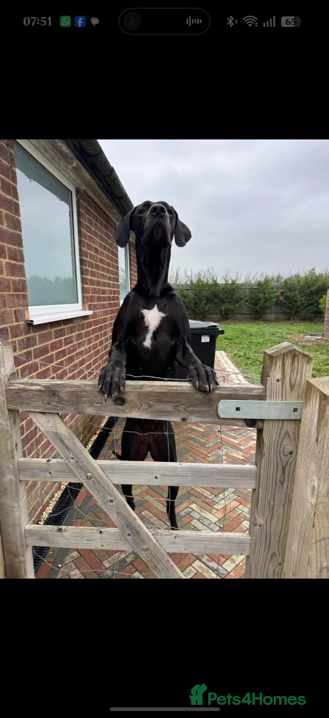 Great Dane dogs for sale: KC Registered Black Great Dane Girl, 15 Months - Advert 2