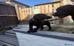 Labrador Retriever dogs for sale: Fantastic KC registered litter from FTCH lines - Image 4
