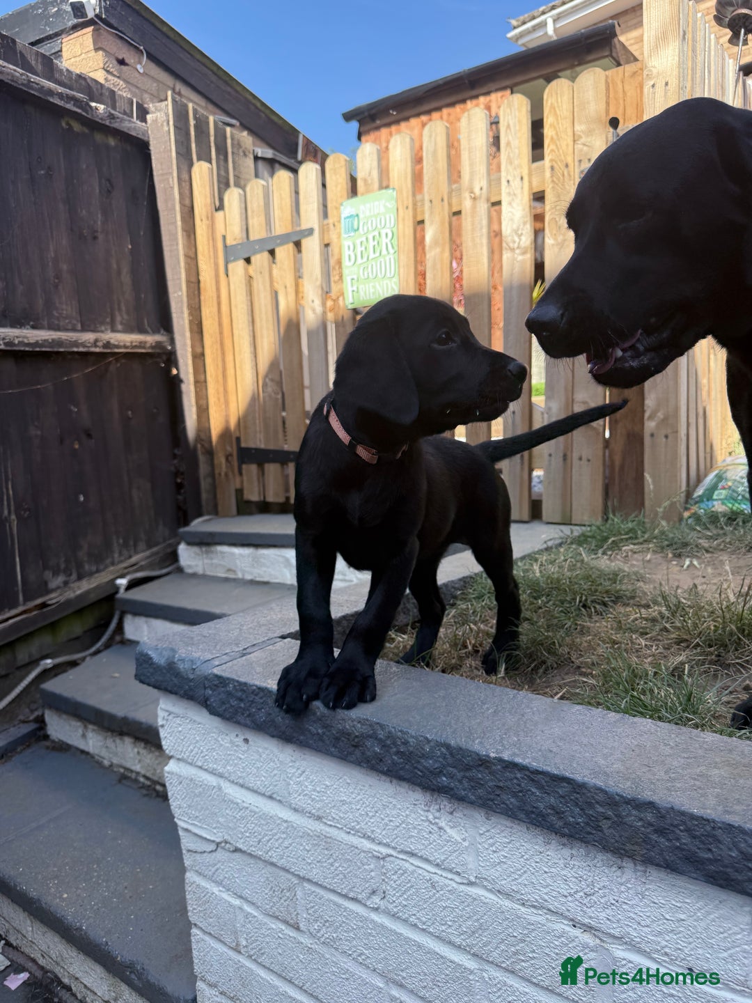 Labrador Retriever dogs for sale: Fantastic KC registered litter from FTCH lines - Image 4