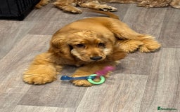 Cocker Spaniel dogs for sale: 7m Cocker Spaniel Puppy - Image 5
