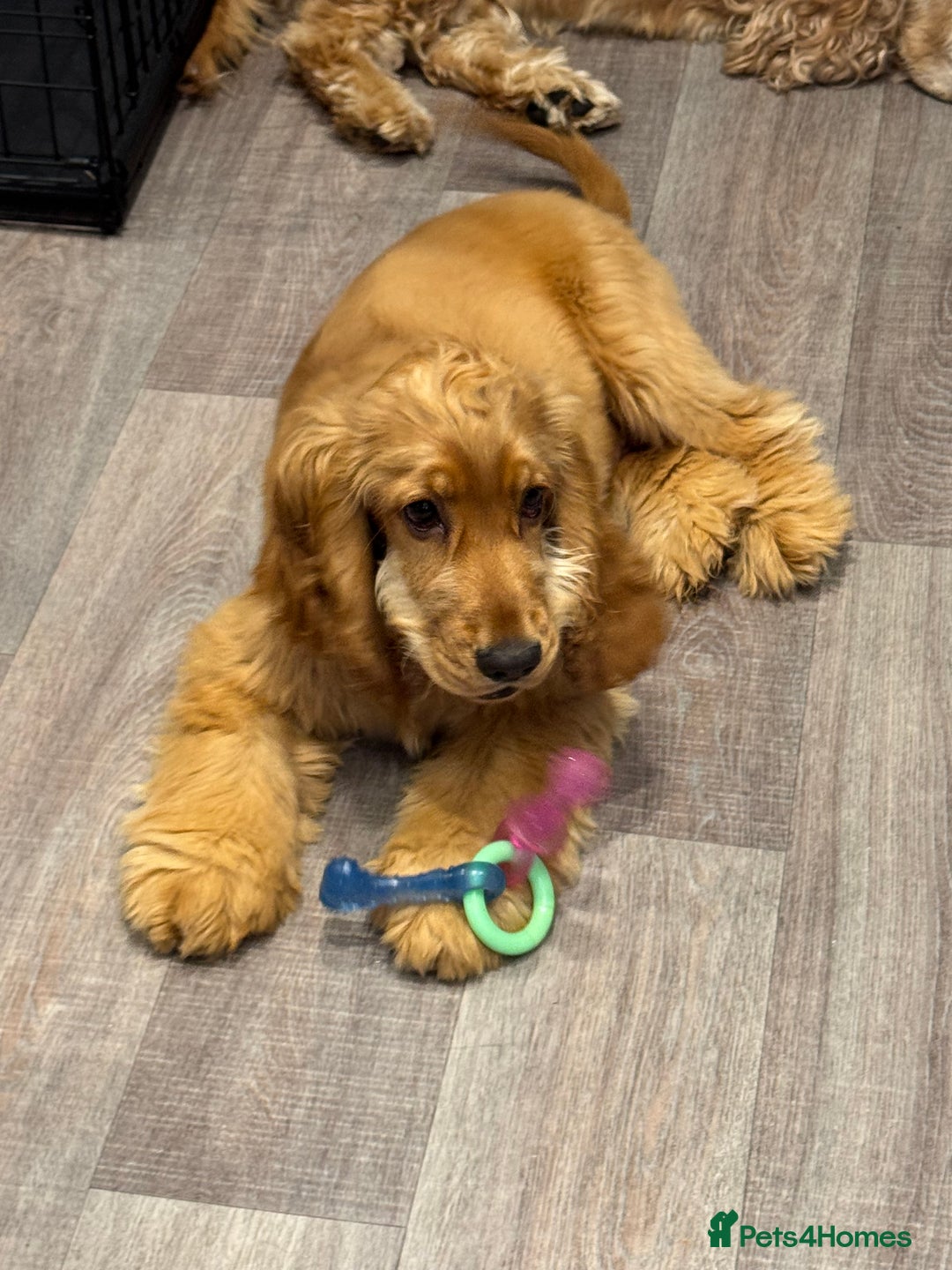 Cocker Spaniel dogs for sale: 7m Cocker Spaniel Puppy - Image 5