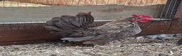 Chickens poultry for sale: Serama Boys / Cockerels Variety of colours - Advert 3