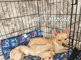 Chihuahua dogs Chihuahua puppies - Advert 1