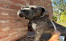 Cane Corso dogs for sale: Beautiful 2-Year-Old Cane Corso Loving & Trained - Image 6
