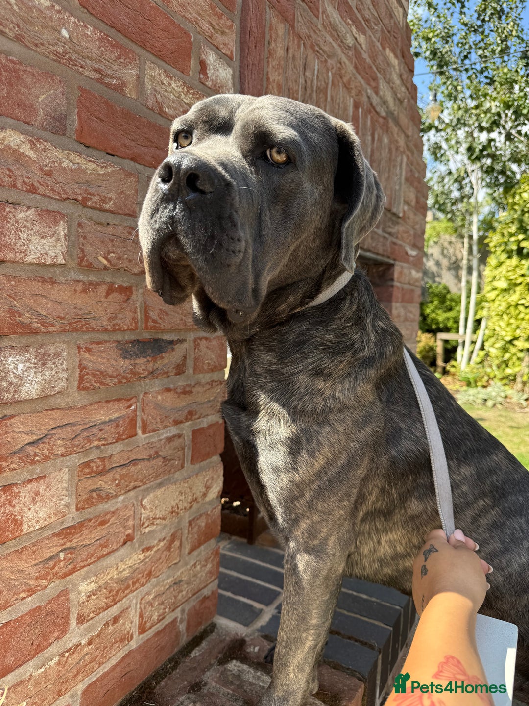 Cane Corso dogs for sale: Beautiful 2-Year-Old Cane Corso Loving & Trained - Image 6