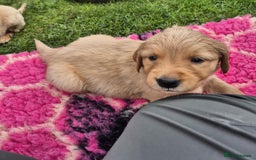 Golden Retriever dogs for sale: KC Registered Golden Retrievers - Image 9