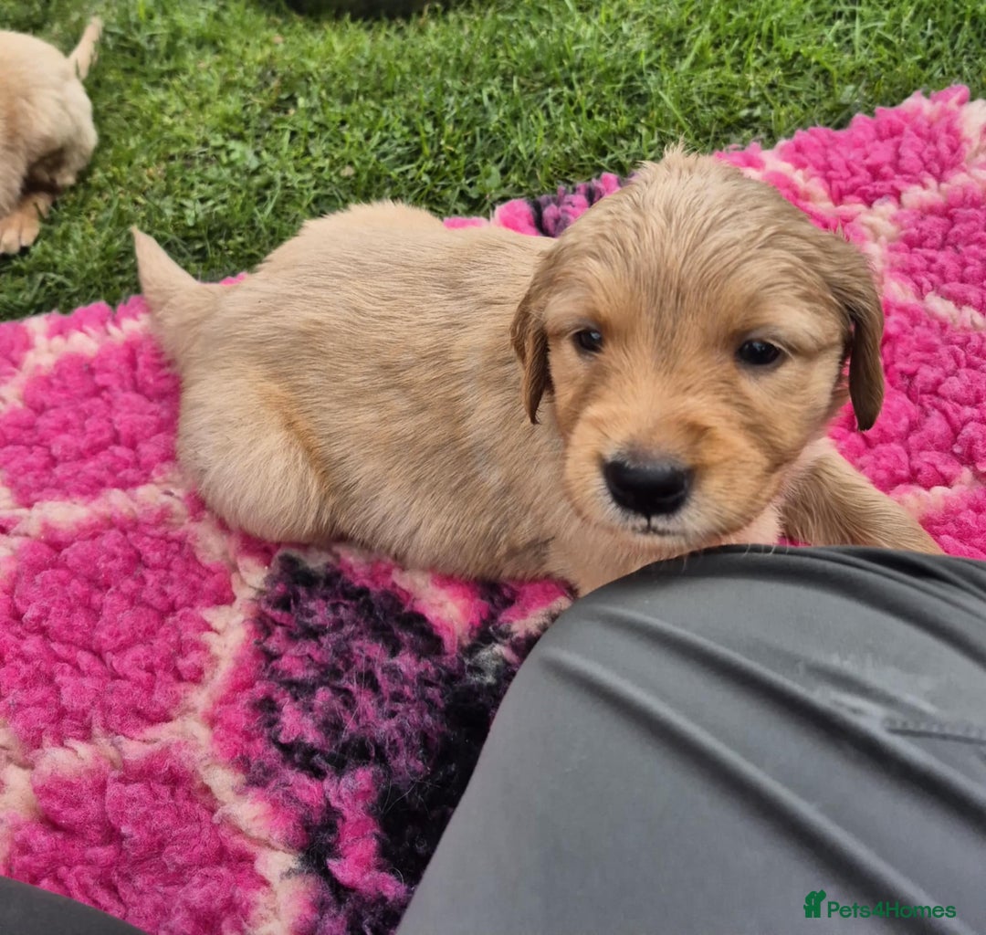 Golden Retriever dogs for sale: KC Registered Golden Retrievers - Image 9