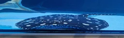 Sharks fish for sale: Pangasius paroon sharks and sting ray large in Boldon Colliery - Advert 3