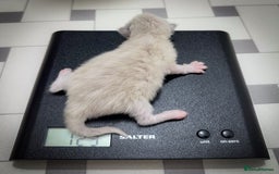 Ragdoll cats for sale: Ragdoll Bicolor Kitten Girl LPBD TICA SHOW - Image 8