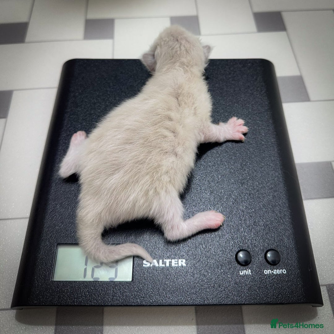 Ragdoll cats for sale: Ragdoll Bicolor Kitten Girl LPBD TICA SHOW - Image 8