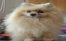 Pomeranian dogs for sale: Cherry needs a forever home - Image 4