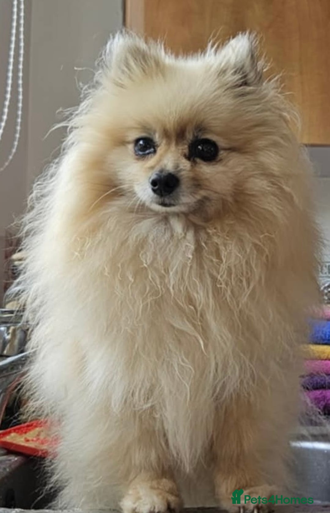 Pomeranian dogs for sale: Cherry needs a forever home - Image 4