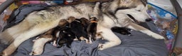 Mixed Breed dogs for sale: 10 Alaskan Shepherd puppies for sale - Advert 1