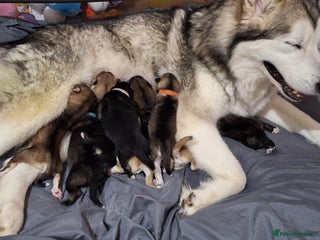 Mixed Breed dogs 10 Alaskan Shepherd puppies for sale - Advert 11