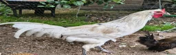 Chickens poultry for sale: White La Fleche Cockerel  - Advert 5