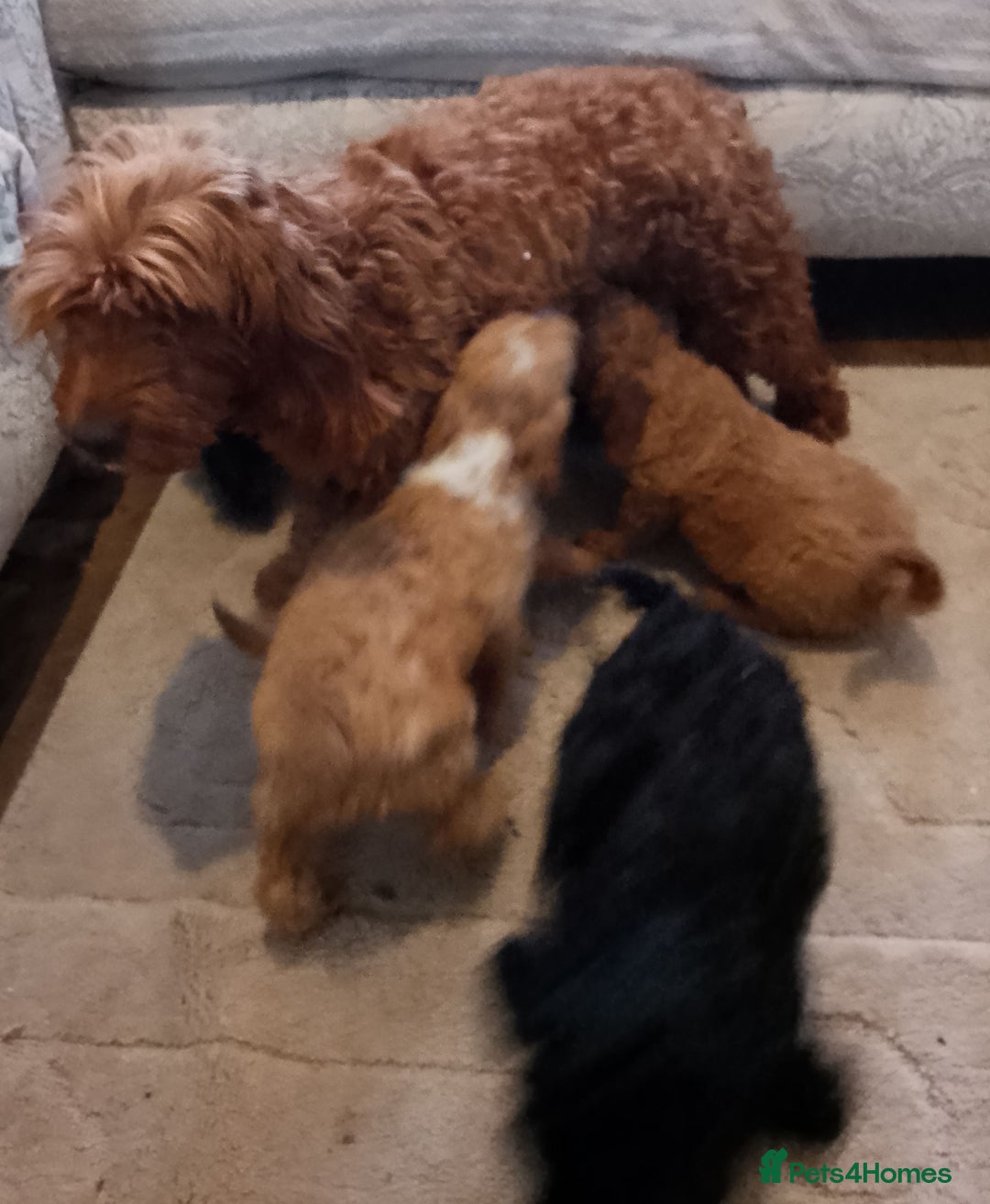 Cockapoo dogs for sale: Cockapoo puppies in Lancaster - Image 8