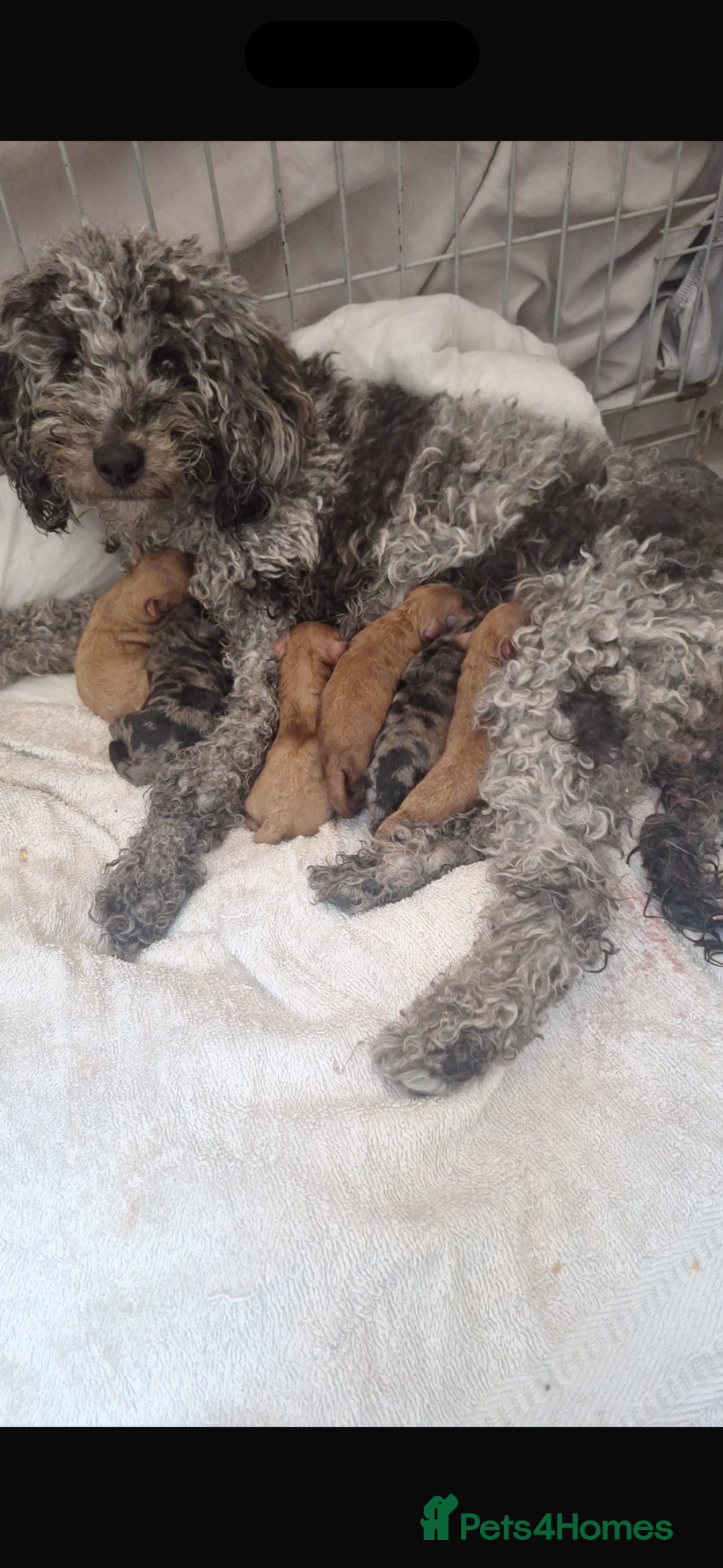 Toy Poodle dogs for sale: One male puppy for sale  - Image 4