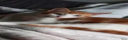 Mixed Breed cats for sale: Very friendly little girl  - Advert 3