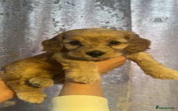 Cockapoo dogs for sale: Beautiful cockapoo baby's  - Image 4