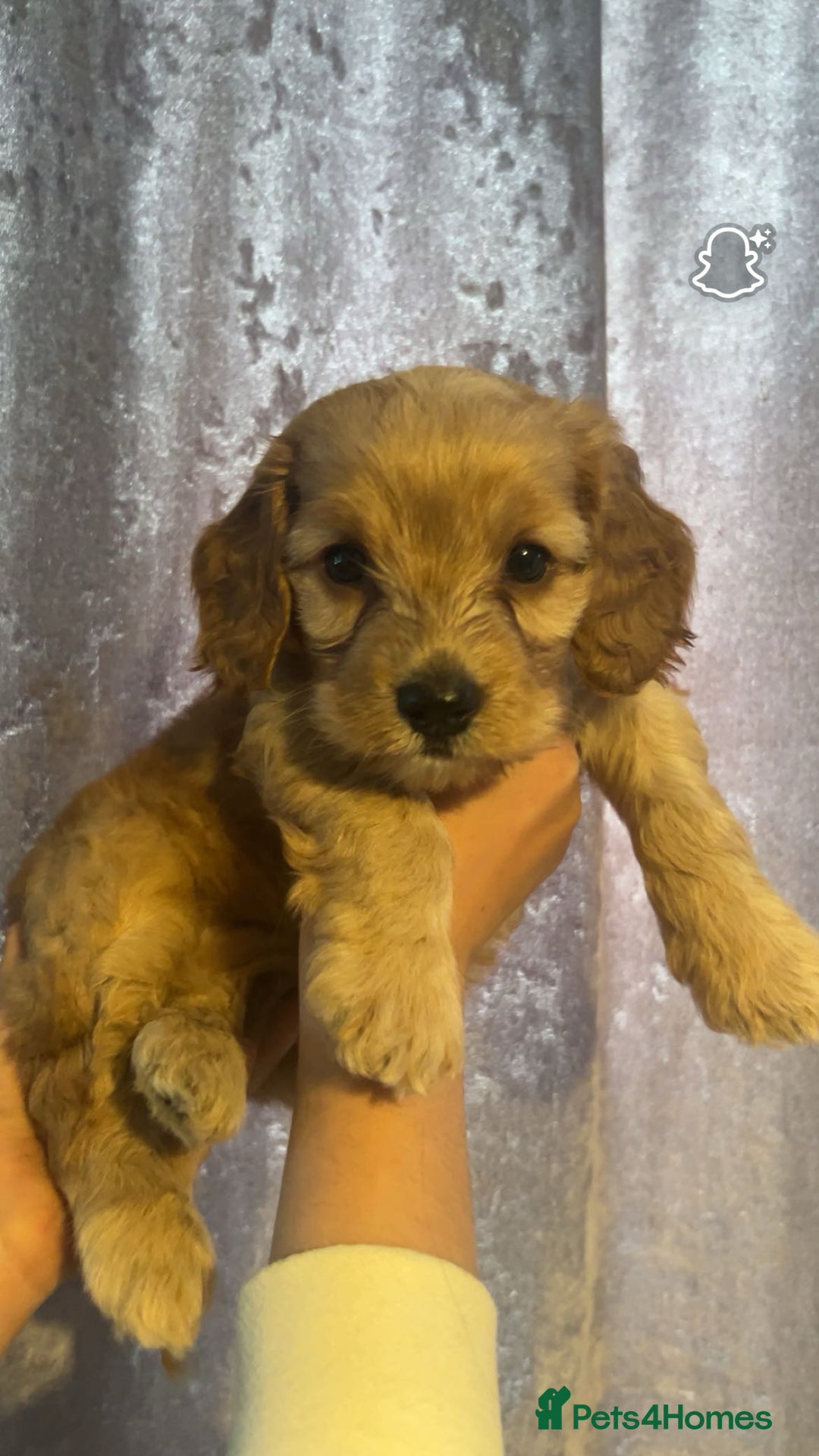 Cockapoo dogs for sale: Beautiful cockapoo baby's  - Image 4