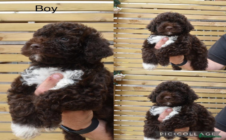 Lagotto Romagnolo dogs - Advert 1