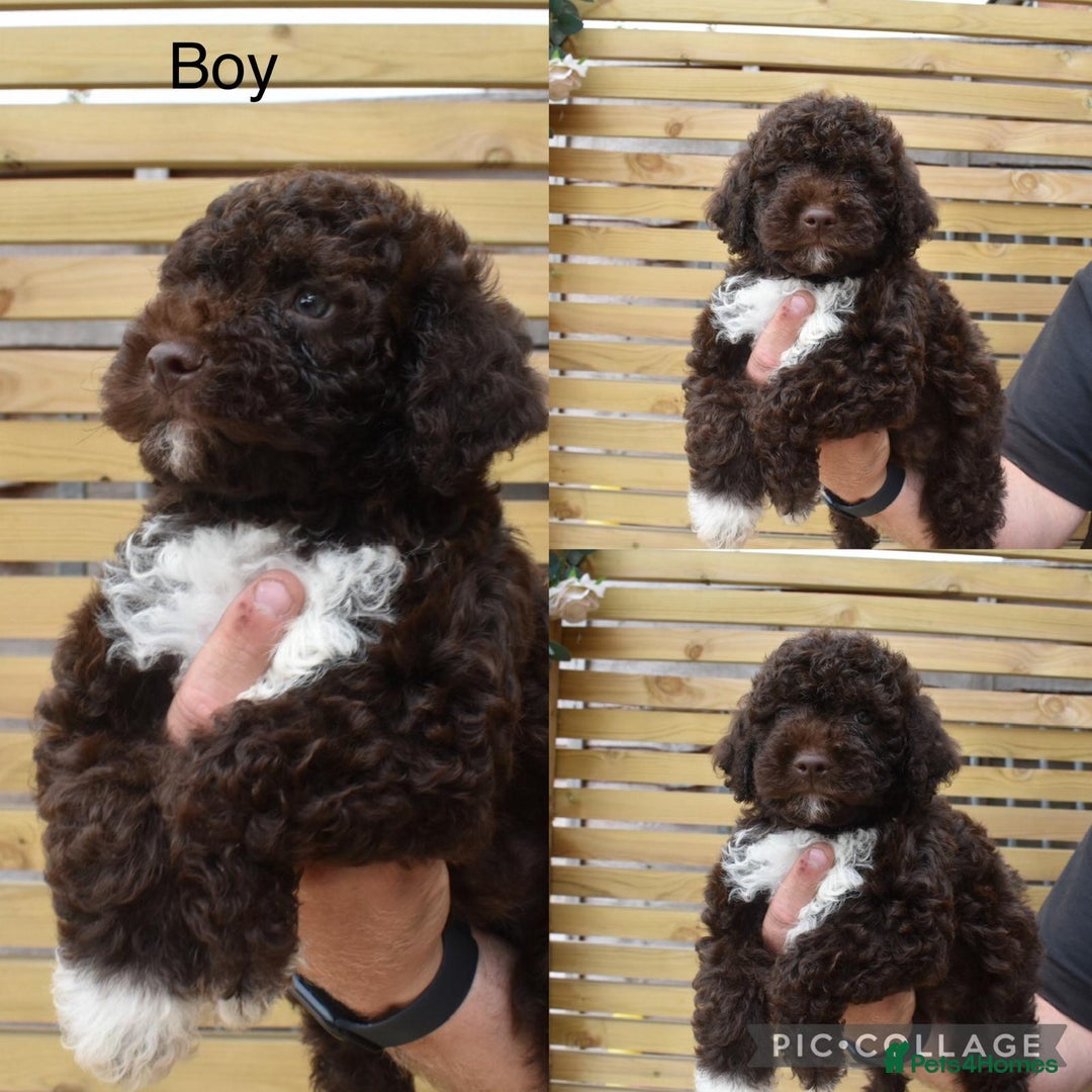 Lagotto Romagnolo dogs for sale: Stunning lagottos puppies  - Image 1