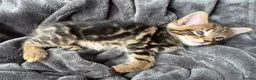 Bengal cats for sale: Bengal x Maine Coon Kittens - Advert 9