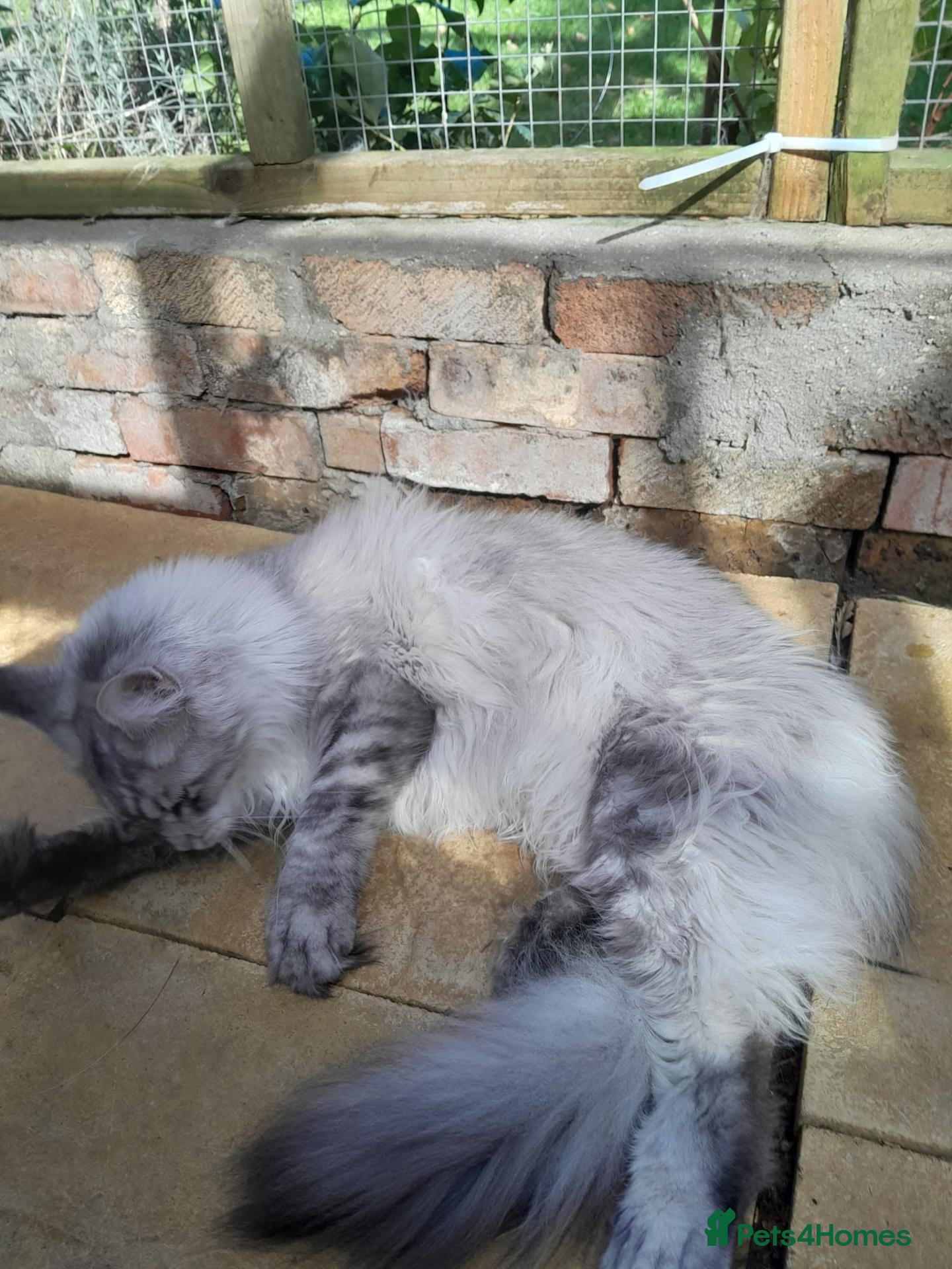 Maine Coon cats black silver ticked ns25 polydactyl - Advert 1