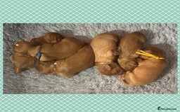 Cavalier King Charles Spaniel dogs for sale: 🧡Beautiful litter of Ruby Cavaliers🧡 - Advert 1