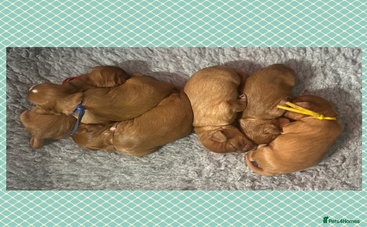 Cavalier King Charles Spaniel dogs 🧡Beautiful litter of Ruby Cavaliers🧡 - Advert 1