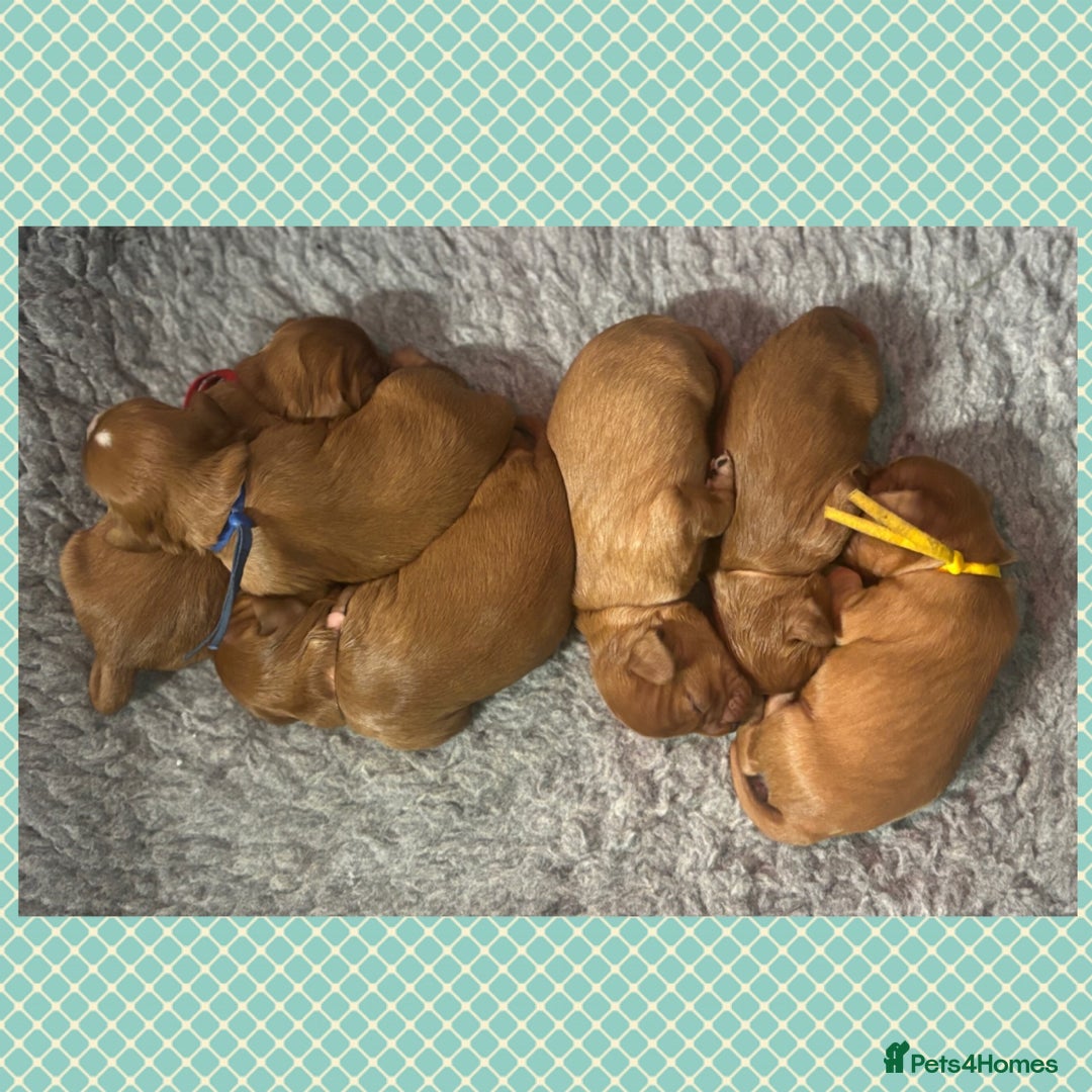 Cavalier King Charles Spaniel dogs for sale: 🧡Beautiful litter of Ruby Cavaliers🧡 - Advert 1