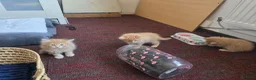 Mixed Breed cats for sale: 3 beautiful ginger boys  - Advert 9