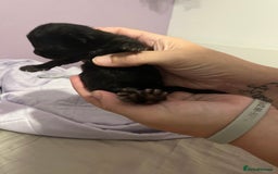 British Shorthair cats for sale: Black kittens - Image 8