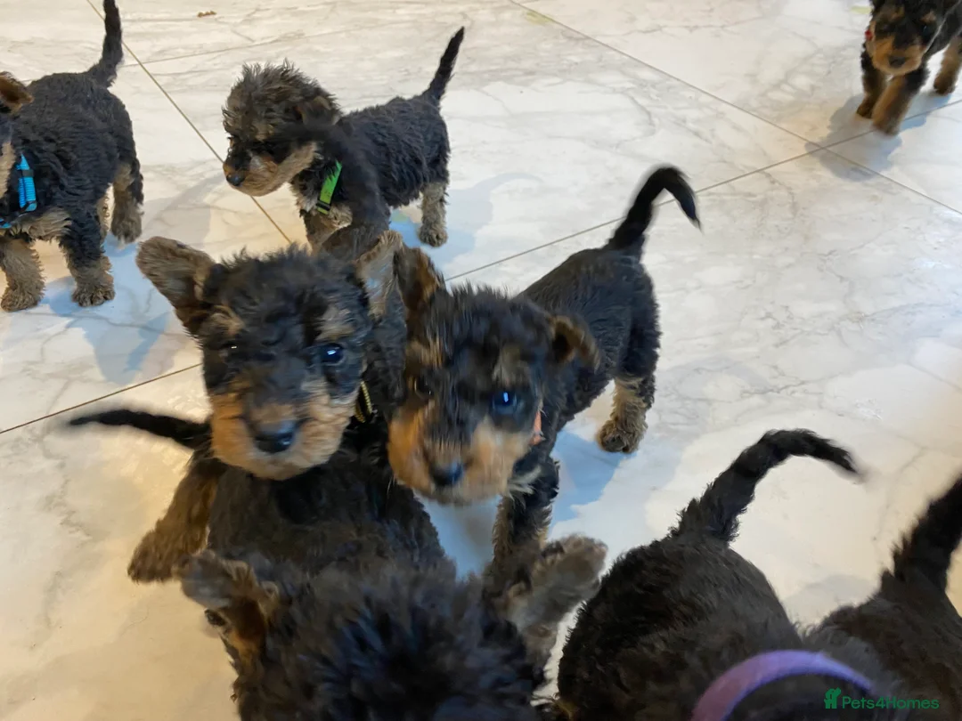 Airedale Terrier dogs for sale: Pure breed Airedale Terriers for sale - Advert 30