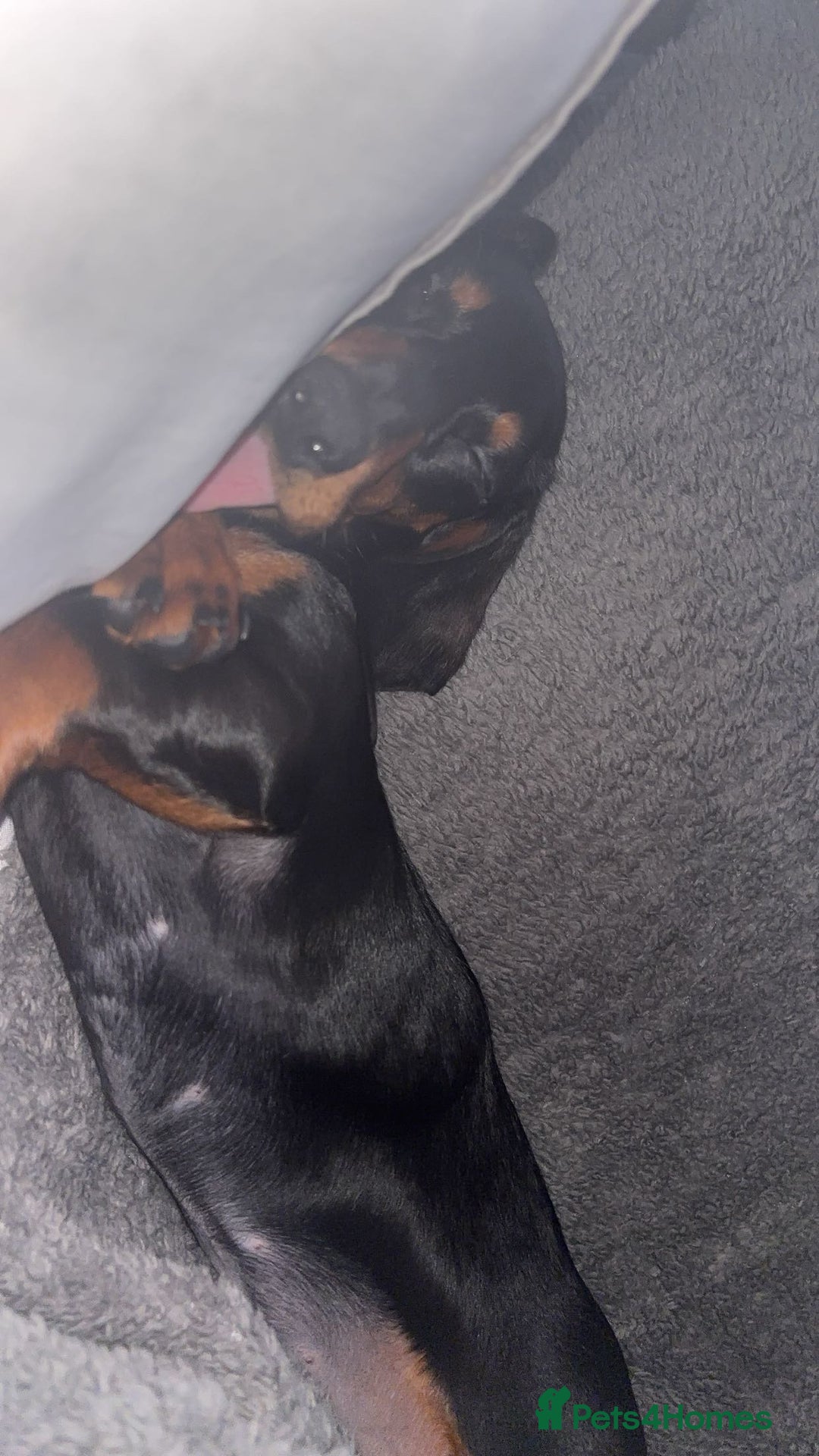 Miniature Dachshund dogs for sale: miniature dachshund for rehoming - Advert 3