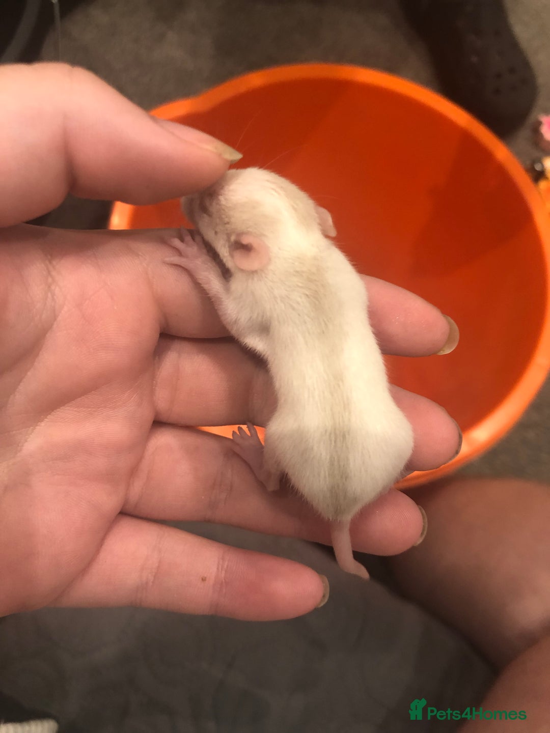 Rat rodents for sale: Rats for sale dumbo ear mother - Image 9