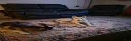 Siberian Husky dogs for sale: Need of new home, 2 husky girls - Advert 4