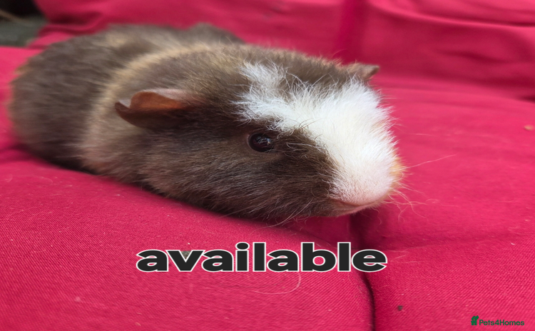 Guinea Pig rodents - Advert 4