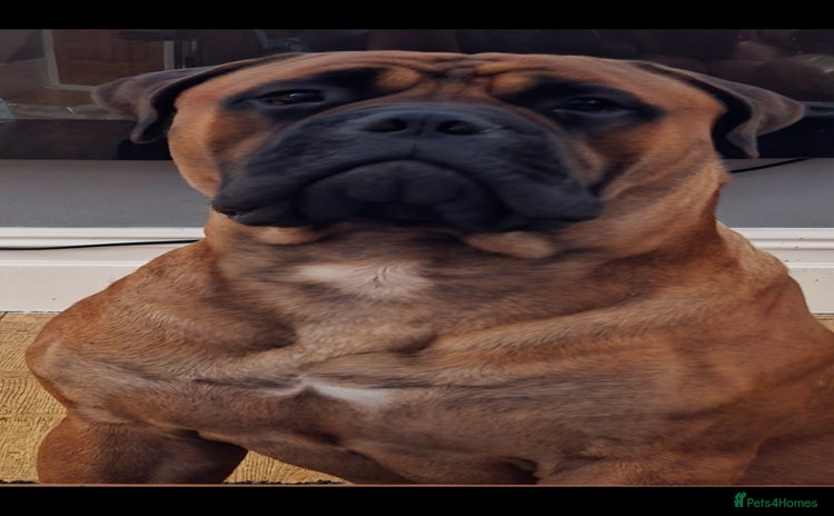 Bullmastiff dogs Bullmastiff Male for adoption - Advert 1