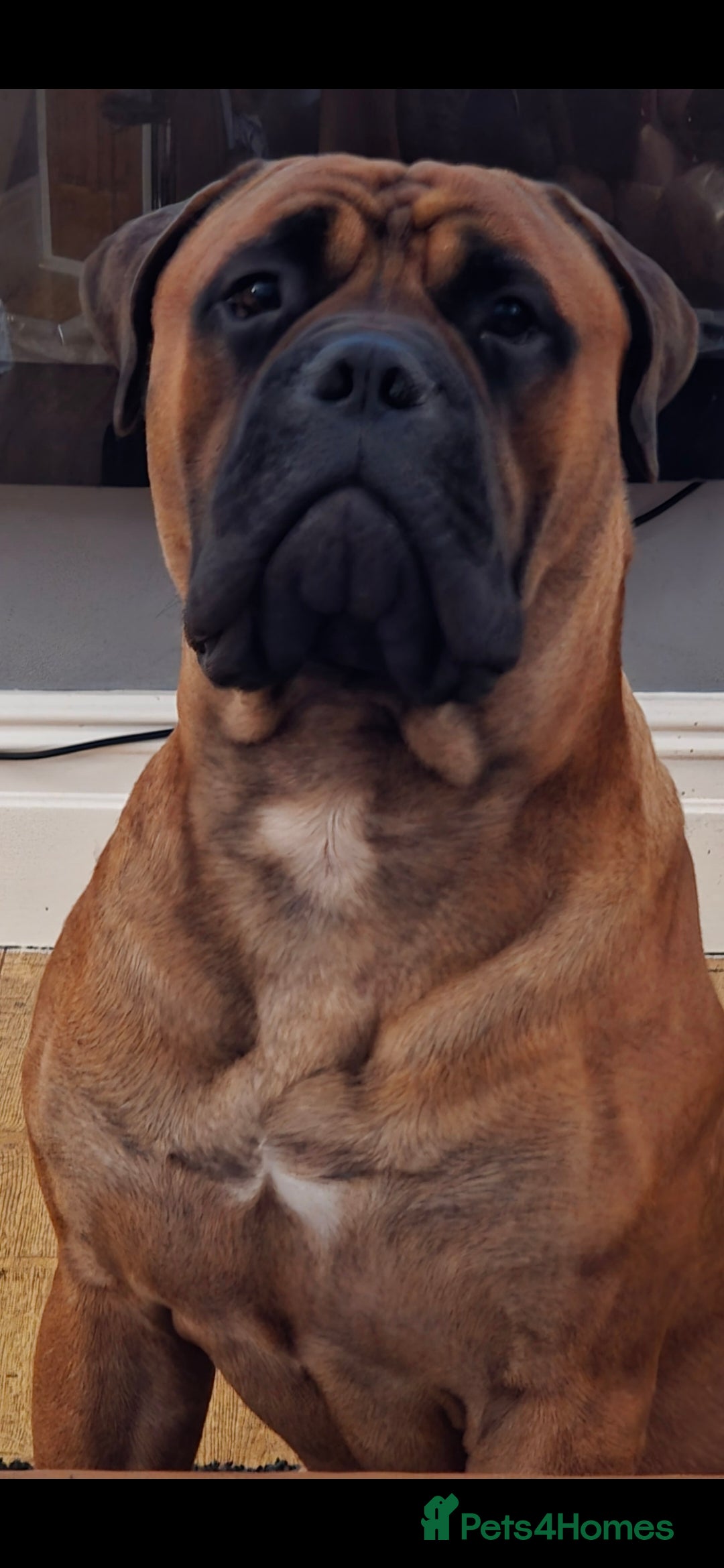 Bullmastiff dogs for sale: Bullmastiff Male for adoption - Advert 1