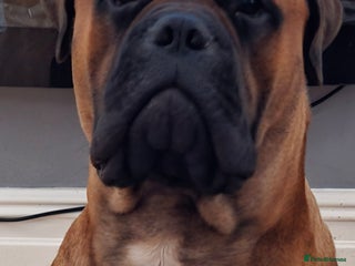 Bullmastiff dogs for sale: Bullmastiff Male for adoption - Advert 1