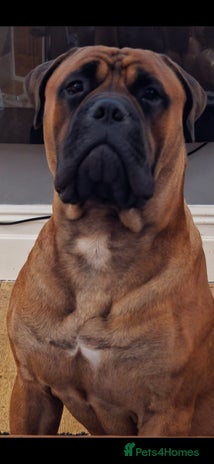 Bullmastiff dogs Bullmastiff Male for adoption - Advert 1