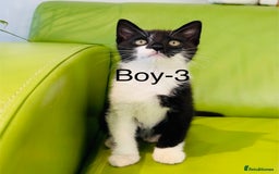 Mixed Breed cats for sale: Beautiful ,clever ,healthy village Kittens - Image 22