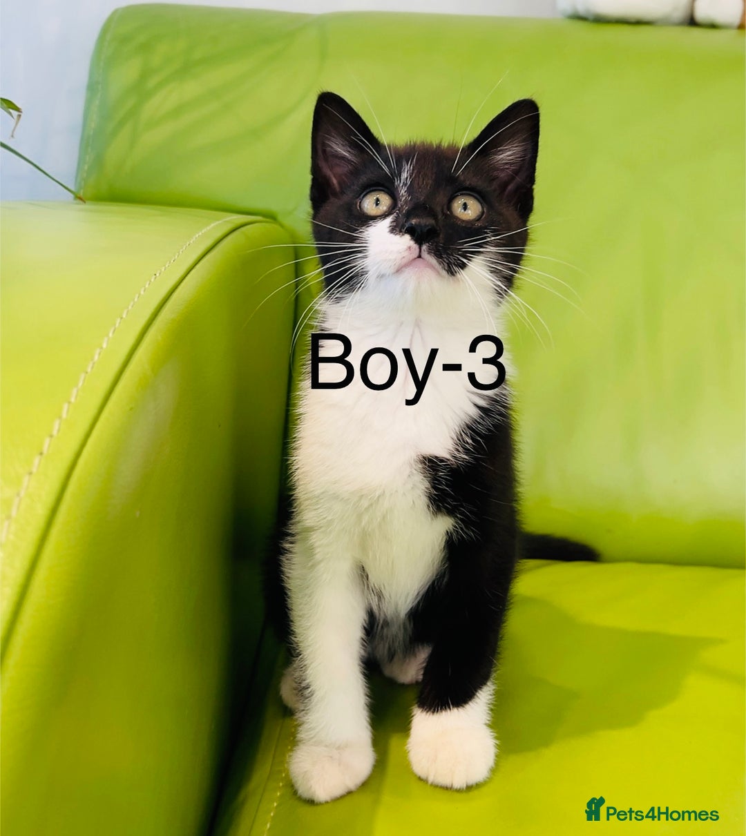 Mixed Breed cats for sale: Beautiful ,clever ,healthy village Kittens - Image 22