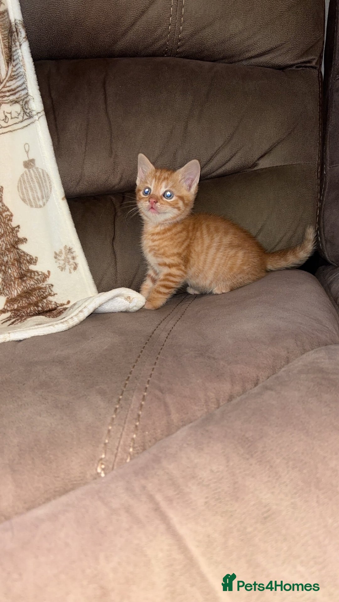 Mixed Breed cats for sale: Calico x tabby - Advert 2